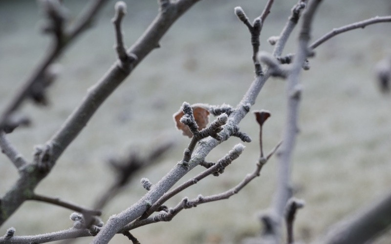 ForPost - Новости : В Крыму рассказали о тонкостях обрезки плодовых деревьев 