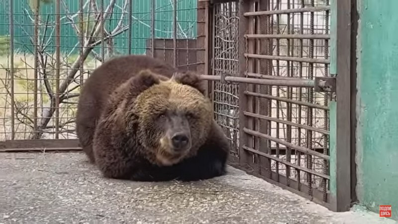 ForPost - Новости : Спасённых из-под обстрелов донбасских львов и медведей приютили в Крыму