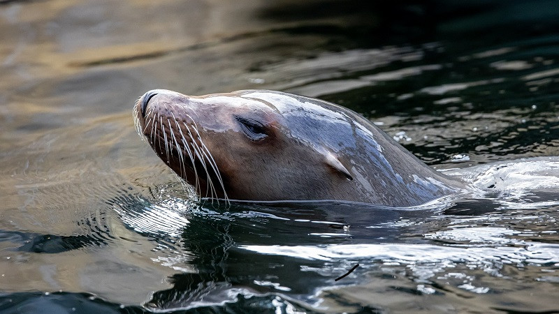 ForPost - Новости : На людей массово нападают «тюлени-зомби»