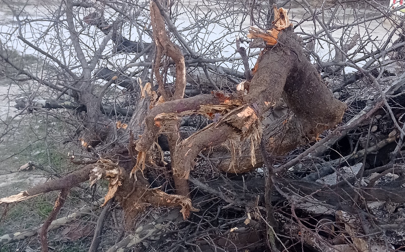 ForPost - Новости : В Севастополе продолжают уничтожать деревья во время городских ремонтов 