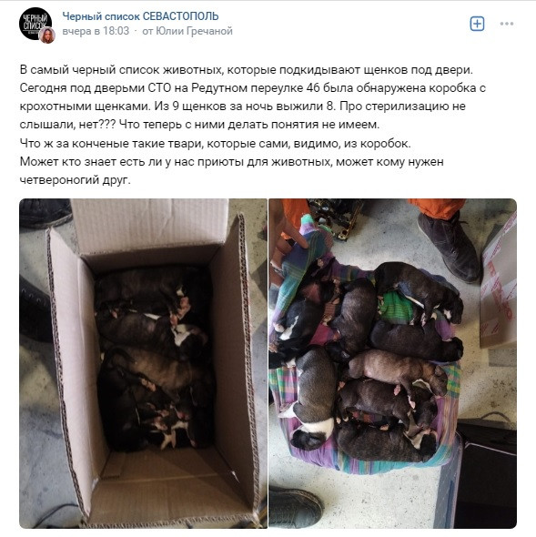 ForPost - Новости : Крохотных щенков в коробке подкинули под двери СТО в Севастополе