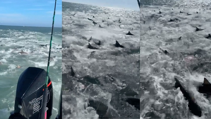 ForPost - Новости : Мужчины оказались посреди множества голодных акул и сняли видео