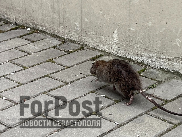 ForPost - Новости : Центр Севастополя обживают большие непуганые крысы