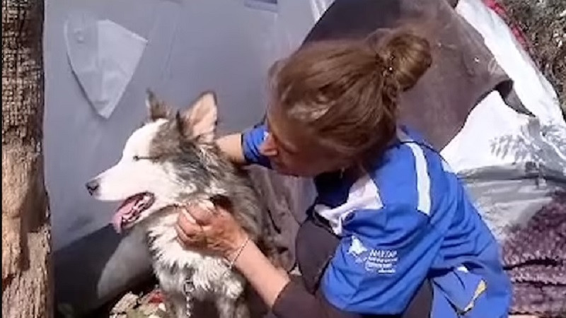 ForPost - Новости : Спустя 23 дня после землетрясения в Турции под руинами нашли живую собаку
