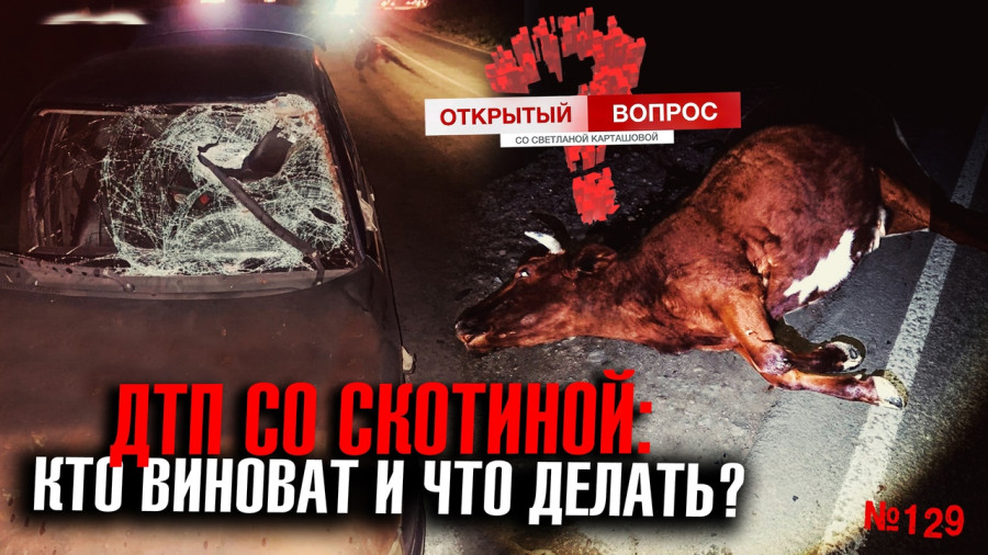 ForPost - Новости : Скотина на дороге: где в Севастополе водителей подстерегают «ночные бродяги»?