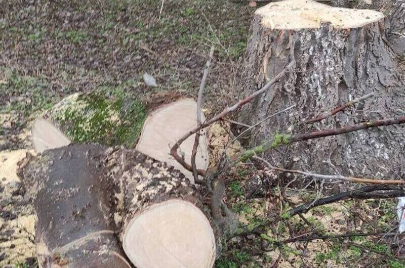 ForPost - Новости : Санитарная вырубка деревьев в Керчи заинтересовала Бастрыкина