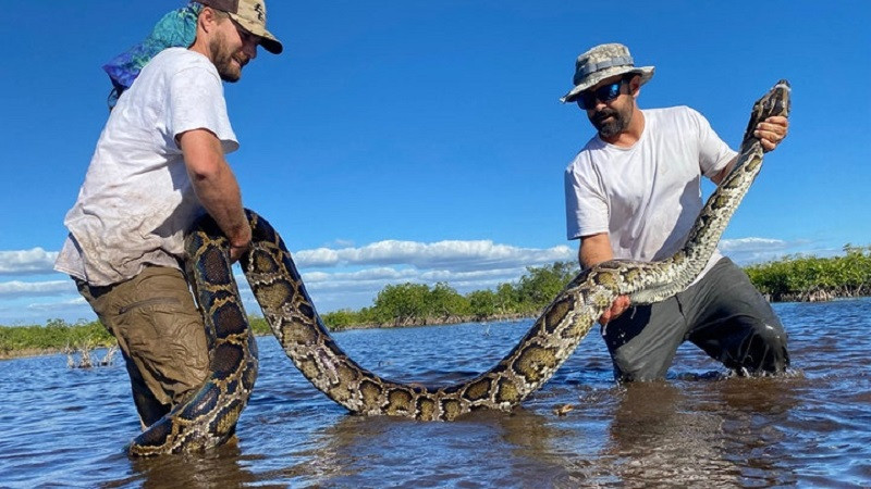 ForPost - Новости : Всего несколько змей привели к нашествию их сородичей на целый регион