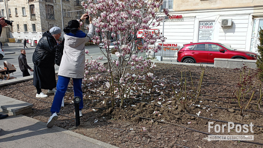 ForPost - Новости : Севастопольцы вытаптывают магнолию ради красивых фото 