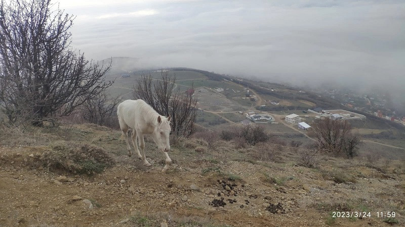 ForPost - Новости : Хромая лошадь ввела в заблуждение гулявших на ЮБК крымчан