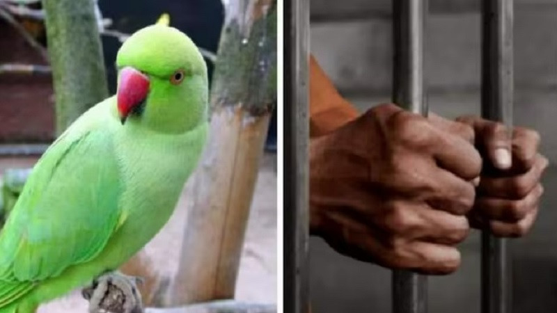 ForPost - Новости : Мужчин ожидает пожизненное заключение из-за попугая