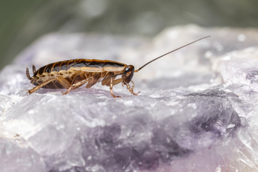 ForPost - Новости : Экономически выгодно: как тараканы заменят россиянам мясо