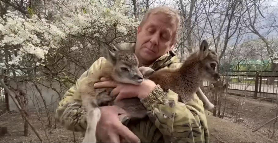 ForPost - Новости : Донецкие муфлоны обзавелись потомством в крымской эвакуации