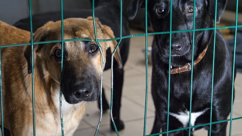 ForPost - Новости : Долой гуманизм: депутаты разрешат отстреливать бездомных собак 