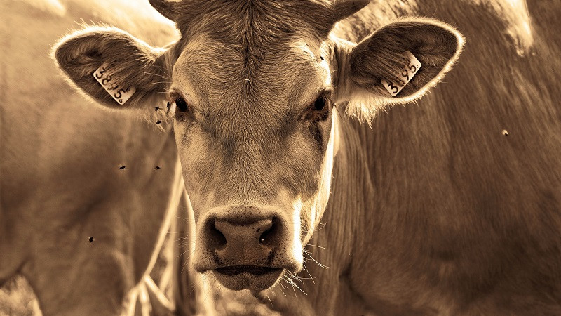 ForPost - Новости : Мёртвые коровы со странными повреждениями поставили в тупик экспертов 