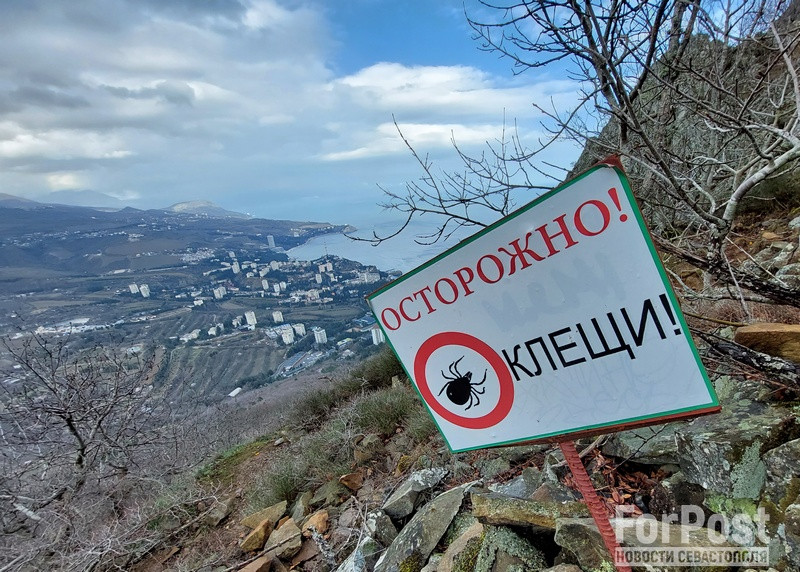 ForPost - Новости : В Крыму стали чаще встречаться «клещевые» болезни 