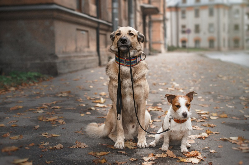ForPost - Новости : Собака, которая гуляет сама по себе: чем обернётся новый «пёсий» штраф для россиян