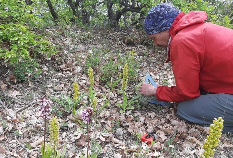 ForPost - Новости : В севастопольские леса возвращаются очень редкие орхидеи 