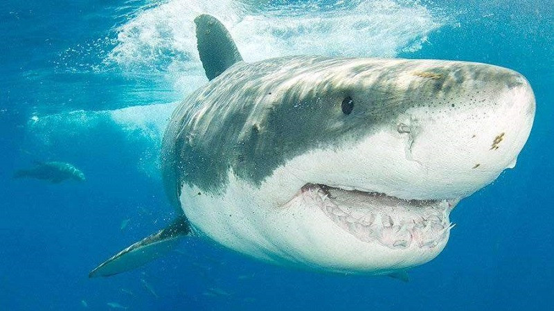 ForPost - Новости : Россиянин на обычной рыбалке поймал акулу и обалдел 