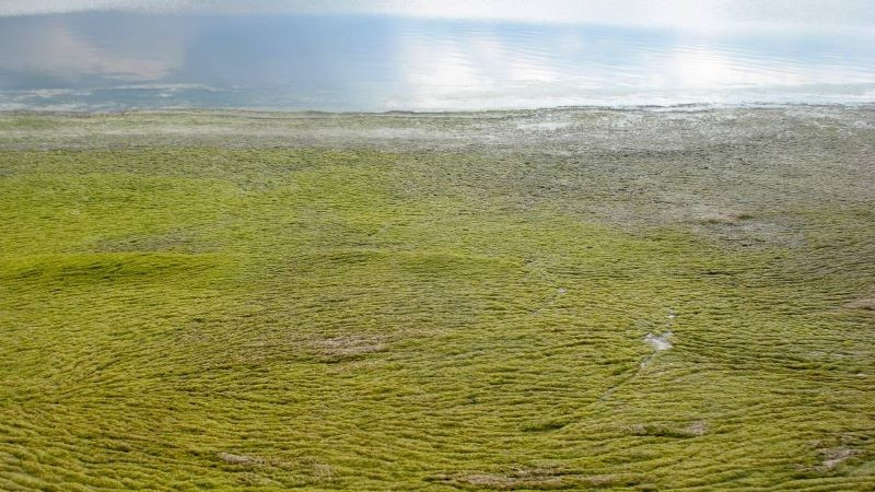 ForPost - Новости : Крымские учёные нашли применение гниющим на пляжах водорослям