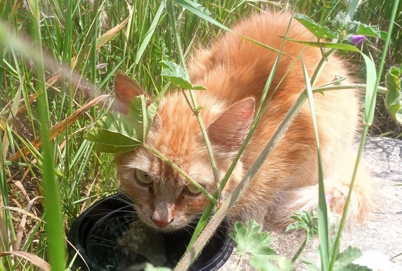 ForPost - Новости : В Севастополе спасли упавшую в трёхметровый колодец кошку