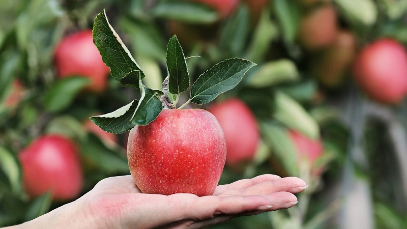 ForPost - Новости : Раскрыто неожиданное свойство яблок, которое проявляется в старости