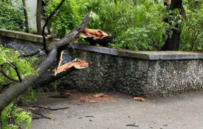 ForPost - Новости : В столице Крыма дерево упало на женщину