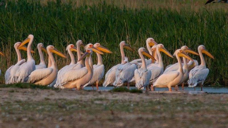 ForPost - Новости : Где в Крыму можно встретить розового пеликана