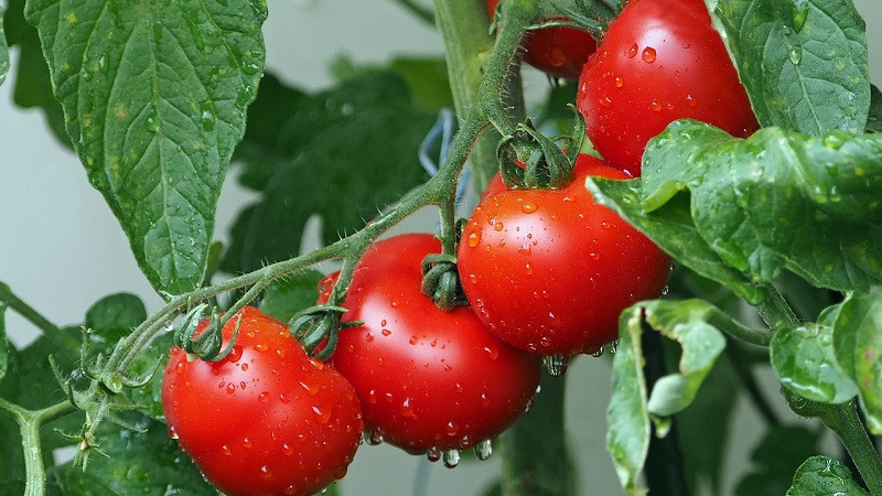 ForPost - Новости : Употребление обычных томатов может вызвать поразительный эффект