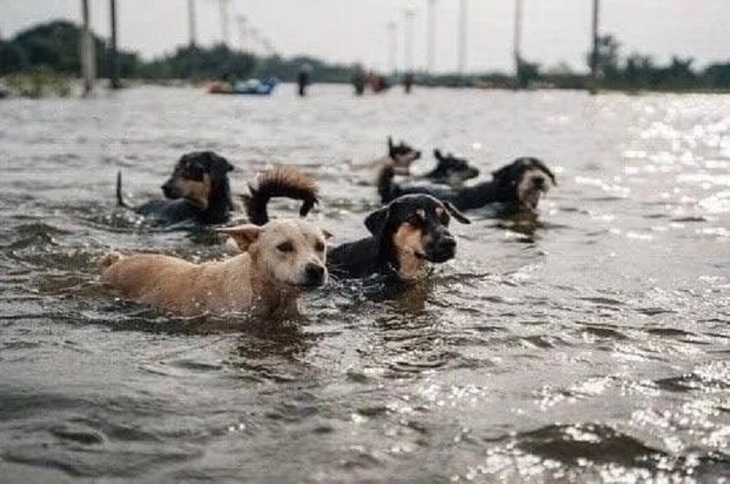 ForPost - Новости : Севастопольцы спасают животных из затопленной Новой Каховки