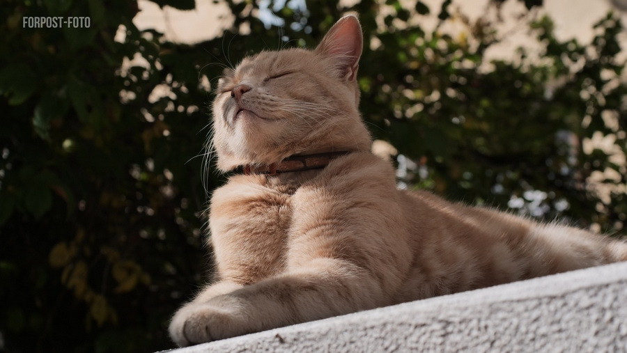 Российским кошкам разрешили царапаться по закону | ForPost