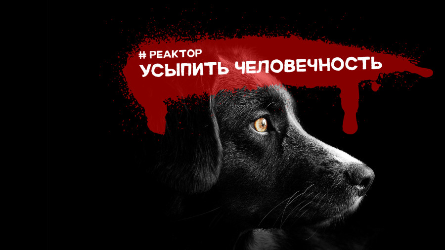 ForPost - Новости : Кто в Севастополе возьмет ответственность за усыпление бродячих животных? — ForPost «Реактор» 