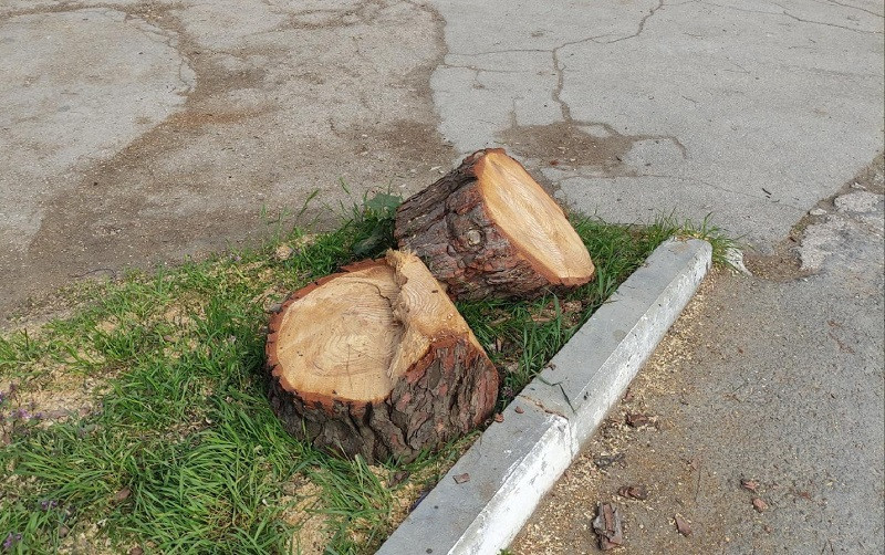 ForPost - Новости : Что происходит в Севастополе с вырубкой и высадкой деревьев