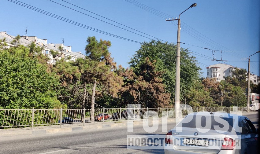 ForPost - Новости : Погибает сосновая аллея вдоль проспекта Генерала Острякова в Севастополе 