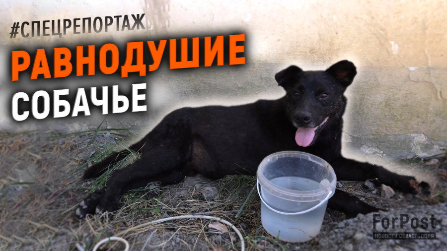ForPost - Новости : В Севастополе черного пса спасли от смерти у дороги 