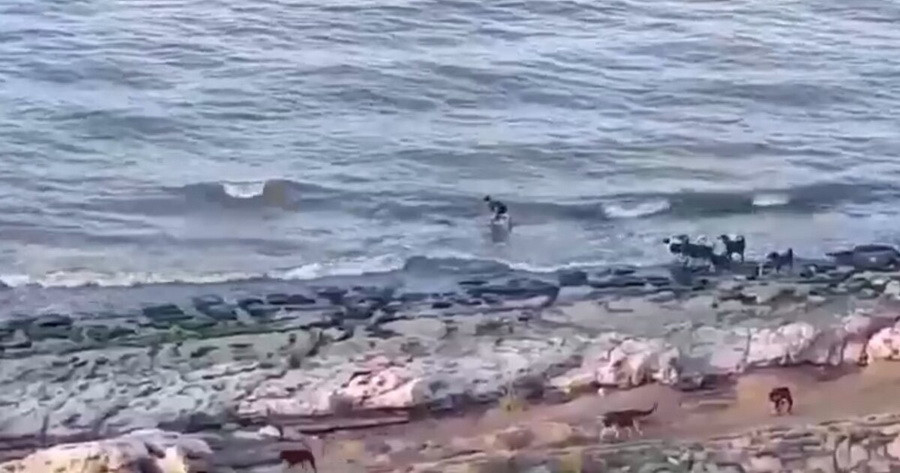 ForPost - Новости : Стая бродячих собак напала на ребёнка и загнала его в море