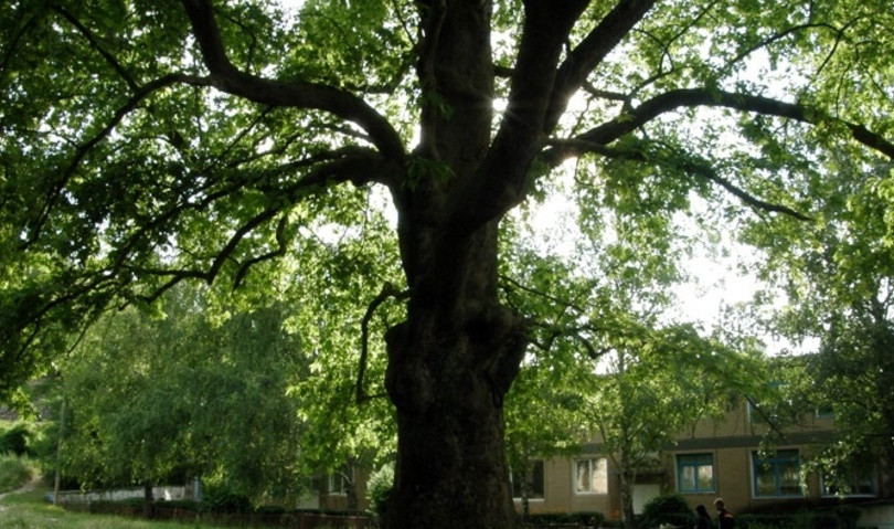 ForPost - Новости : Самое знаменитое дерево Севастополя поразили вредители 