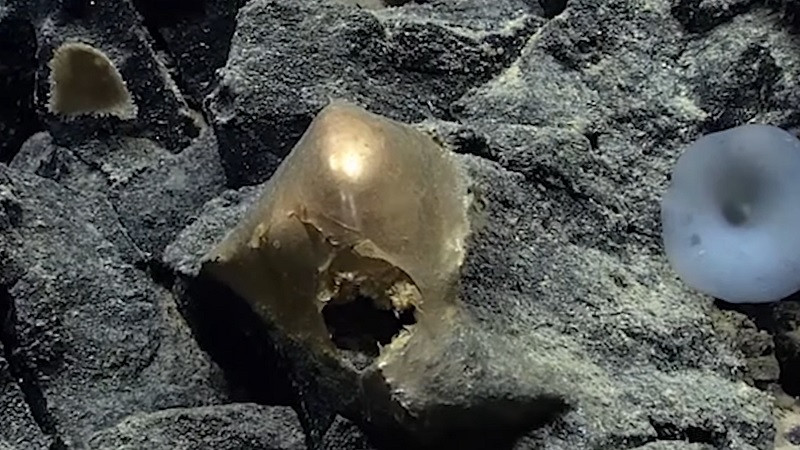ForPost - Новости : Найденное на дне океана золотое яйцо поставило в тупик учёных