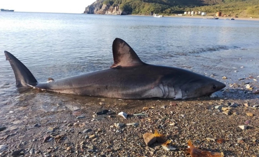 ForPost - Новости : Очевидцы спасли огромную акулу, которую выбросило на берег бухты