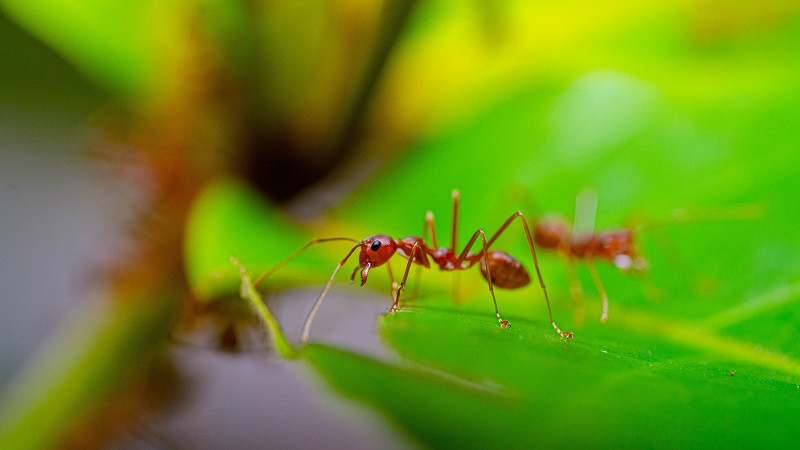 ForPost - Новости : В Европе нашли насекомых, появления которых боялись много лет