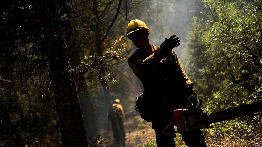 ForPost - Новости : В Севастополе неизвестные ночью пилят деревья?