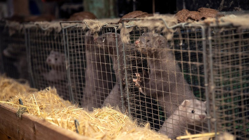 ForPost - Новости : Тысячи маленьких хищников сбежали с фермы и стали проблемой для людей