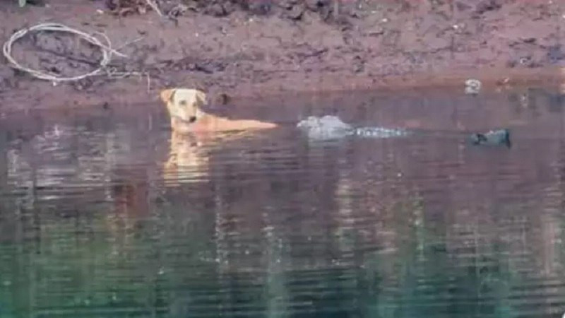 ForPost - Новости : Крокродилы спасли собаку