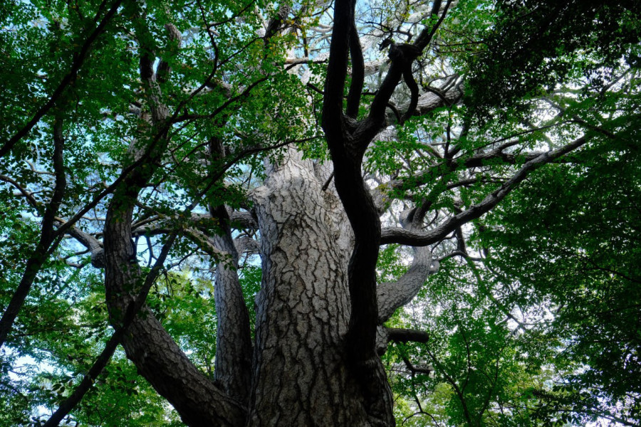 Почему деревья старше 150-200 лет встречаются только под культурным слоем (19 фото)
