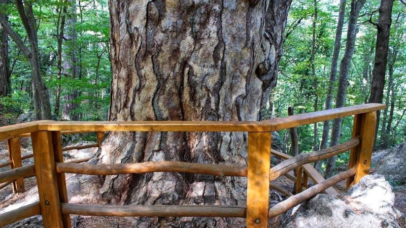 ForPost - Новости : Ошибка в расчётах состарила крымское дерево на 900 лет