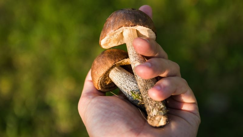 ForPost - Новости : Сбор каких грибов может обернуться для крымчан штрафами и сроками