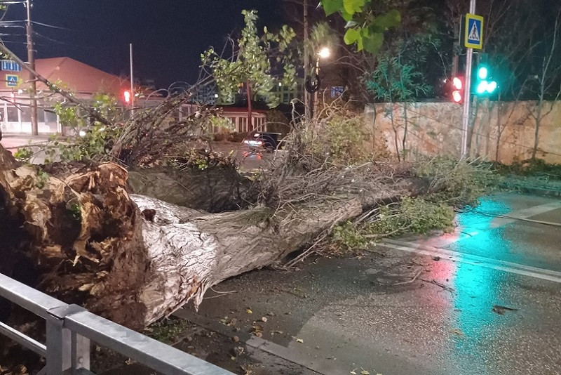 ForPost - Новости : В Севастополе сильный ветер повалил деревья и оборвал провода 