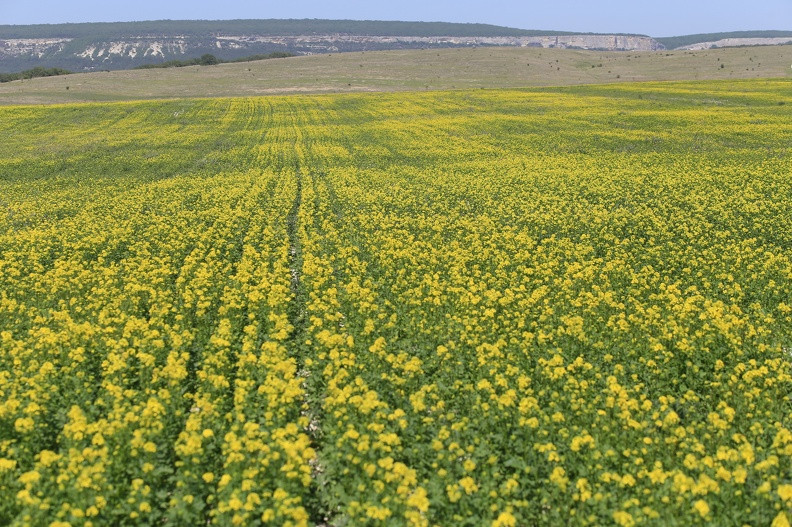ForPost - Новости : Севастопольские сельхозземли ждет инвентаризация