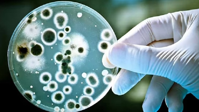 ForPost - Новости : Редчайший гриб-гибрид может оказаться предвестником гибели человечества