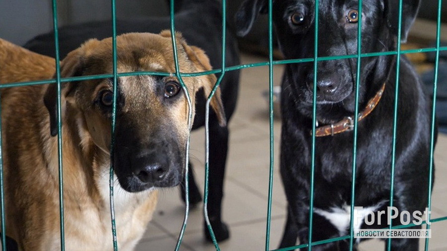 ForPost - Новости : Парламент Бурятии разрешил усыплять отловленных на улицах бездомных животных