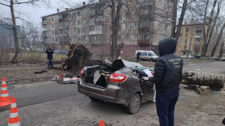 ForPost - Новости : Дерево раздавило автомобиль с людьми
